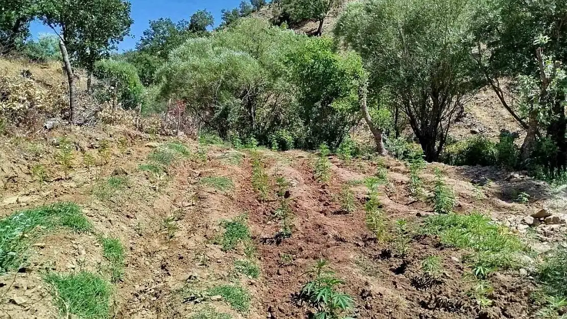 Bingöl'de 4 bin kök kenevir bitkisi ele geçirildi