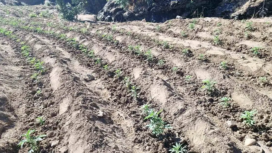 Bingöl'de uyuşturucu üretimine geçit yok