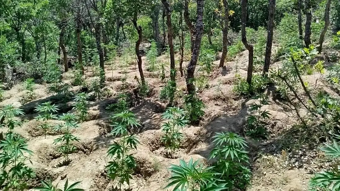 Bingöl'de yaklaşık 6 bin kök kenevir bitkisi ele geçirildi