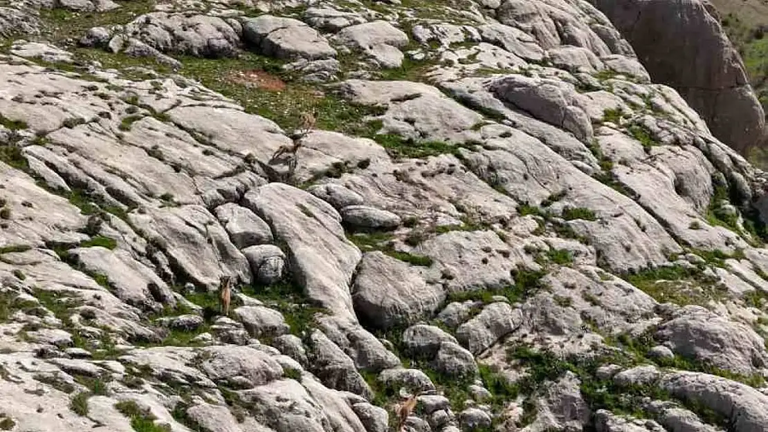 Elazığ'da dağ keçileri havadan görüntülendi