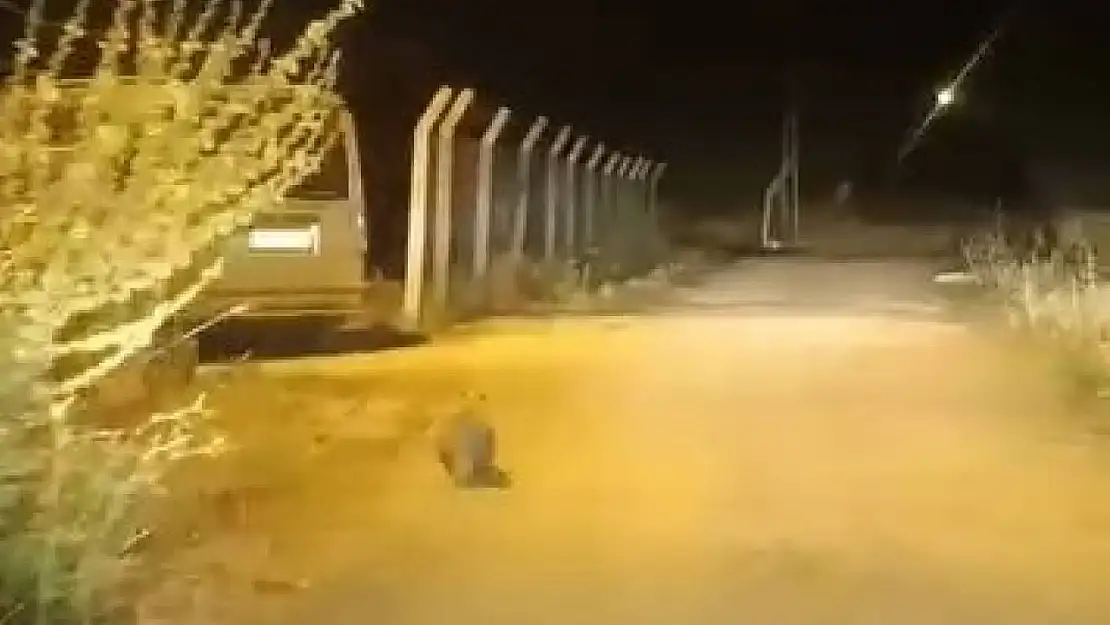 Elazığ'da kırmızı listede bulunan porsuk görüldü