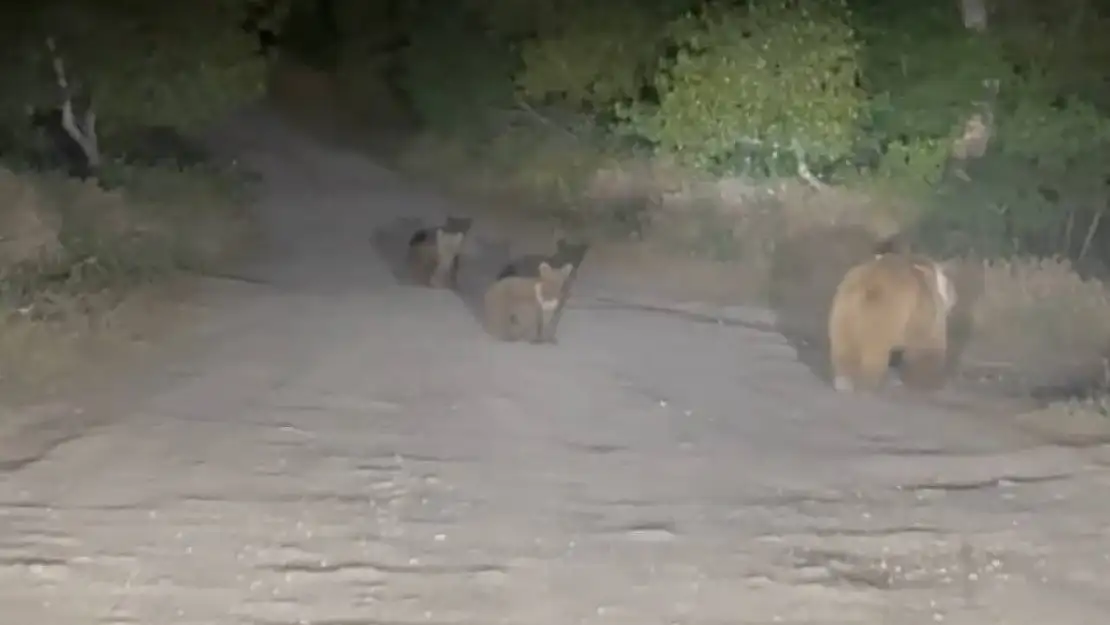 Tunceli'de anne ayı ve 2 yavrusu yiyecek ararken görüldü