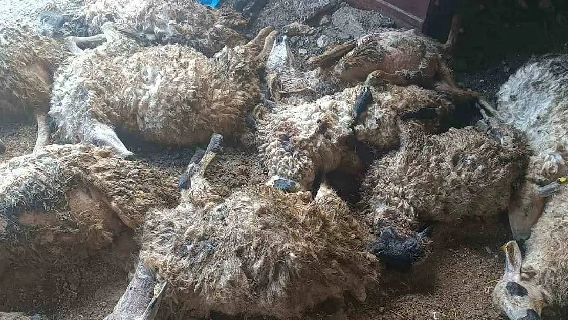 Tunceli'de izdiham oluşan ağılda 11 koyun telef oldu