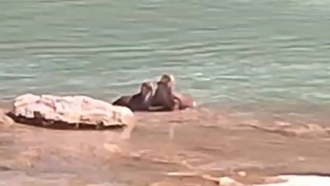 Tunceli'de su samurları görüntülendi