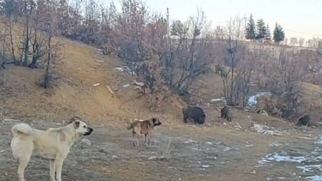 Tunceli'de yaban domuzları mahalleye kadar indi