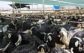Elazığ'da kurban satış ve kesim alanı belirlendi
