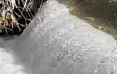Siraz balıklarının akıntıya karşı göçü başladı