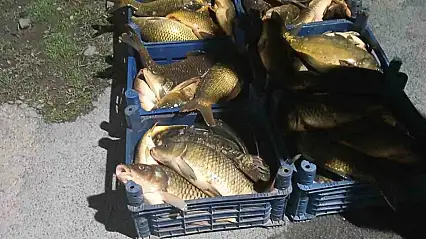 Elazığ'da kaçak avlanılan 210 kilo balık ele geçirildi