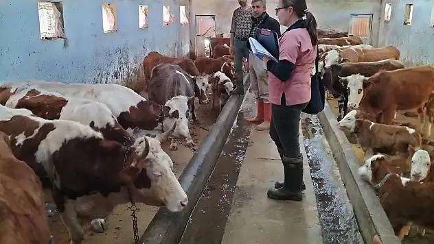 Elazığ'da aşılama ve küpeleme çalışması sürüyor