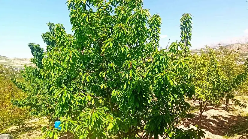 Zirai donun zarara yol açtığı Malatya'da kiraz yaprağı ümit oldu