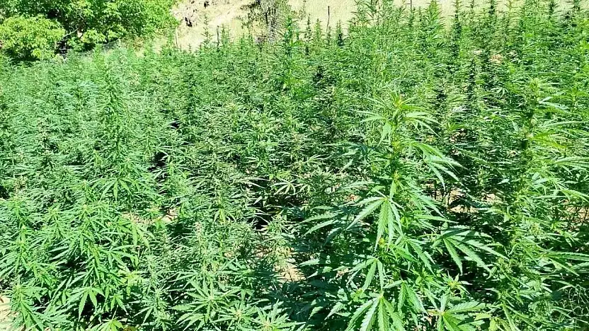 Bingöl'de bin 400 kök kenevir bitkisi ele geçirildi