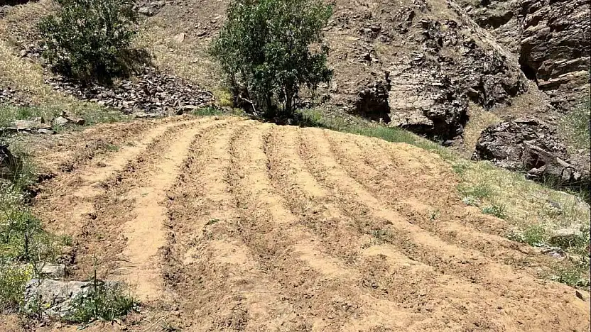 Bingöl'de 2 bin 900 kök kenevir ele geçirildi