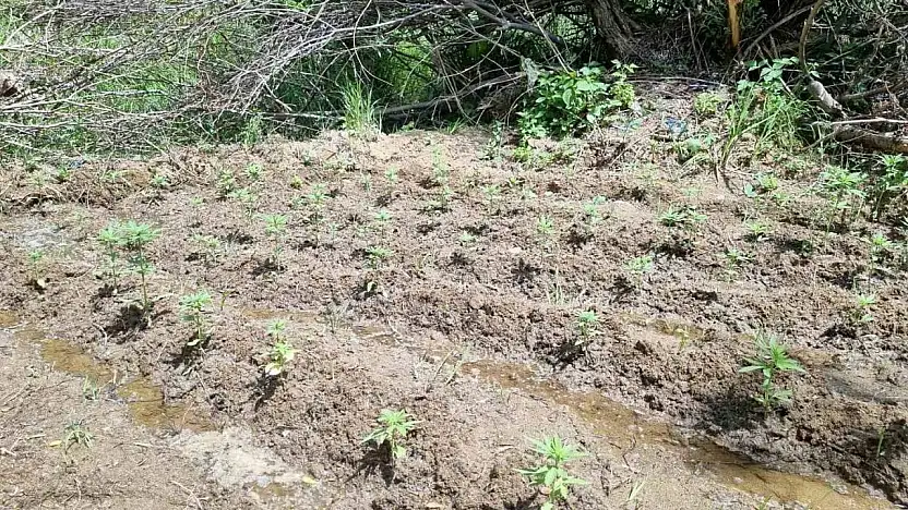 Bingöl'de 330 kök kenevir ele geçirildi