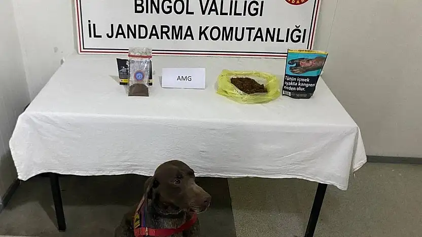 Bingöl'de yolcunun üzerinden bonzai çıktı