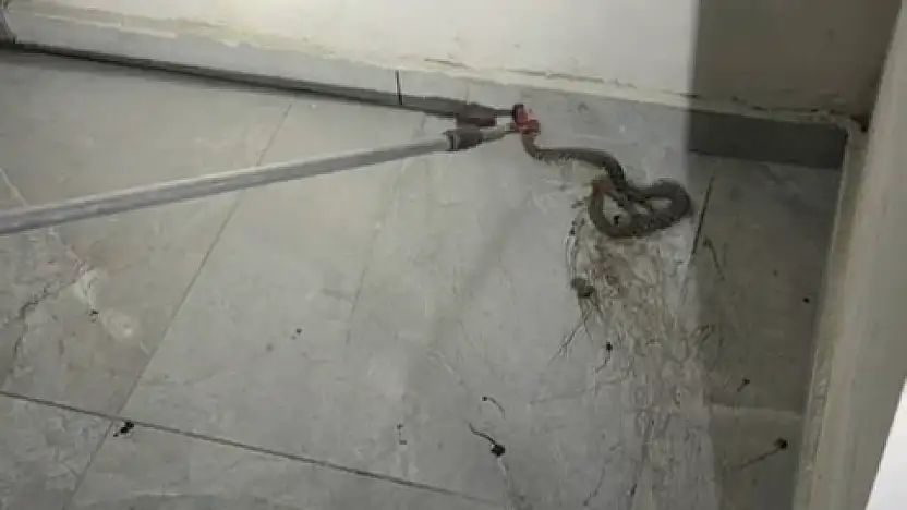 Elazığ'da apartmanda görülen yılan paniğe neden oldu