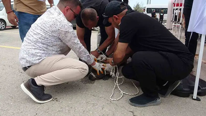 Malatya'da etkinlikte pitbull dehşeti: Bir kadın yaralandı