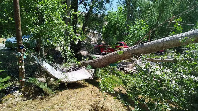 Malatya'da şiddetli fırtına ağaçları devirdi