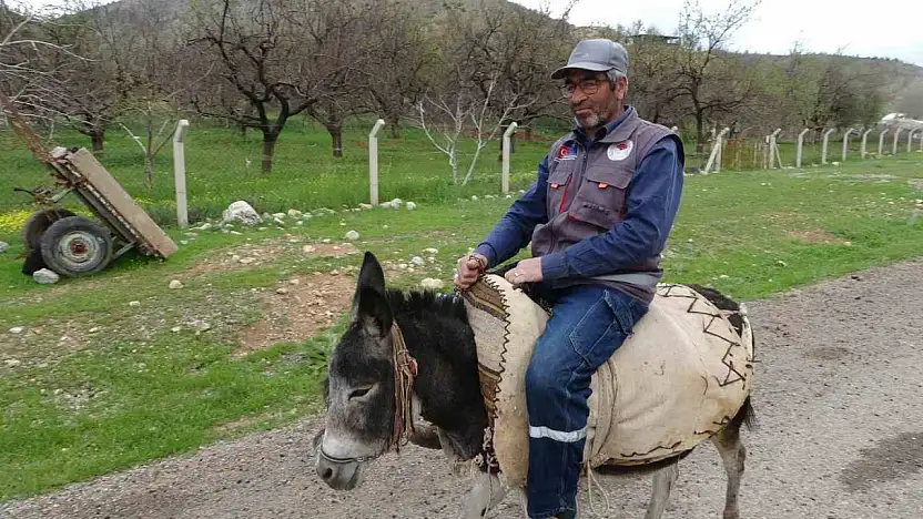 Malatyalı yetiştirici, eşeği Kadife'ye gözü gibi bakıyor