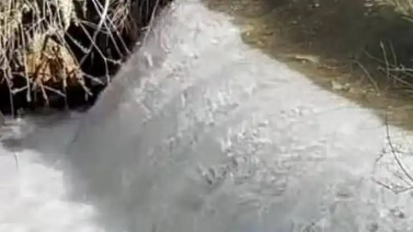 Siraz balıklarının akıntıya karşı göçü başladı